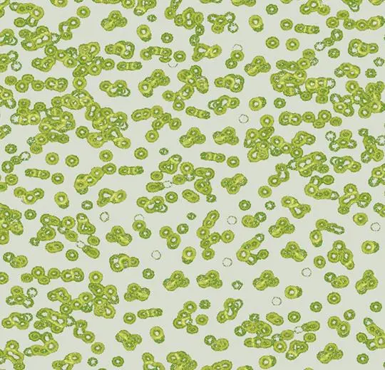 flotex sottsass – 990203 Bacteria