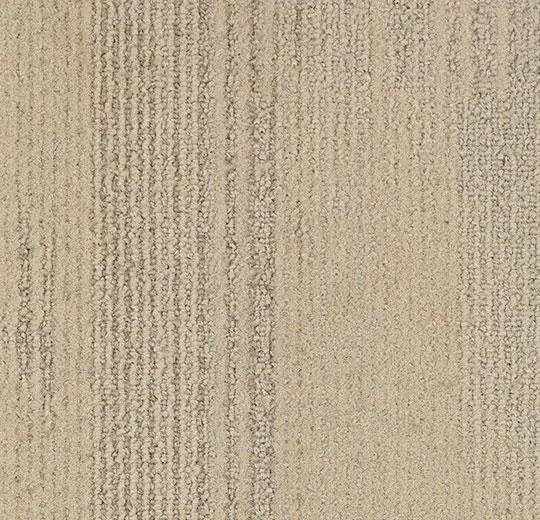 tessera contour – 1903 white spruce