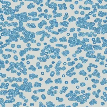 flotex sottsass – 990202 Bacteria
