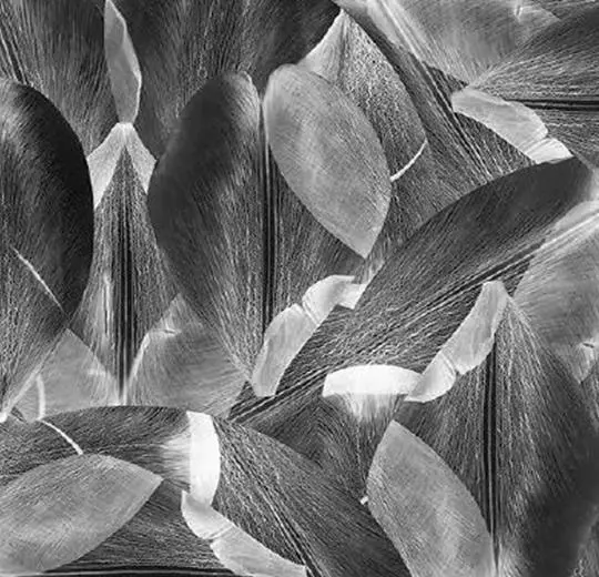flotex vision floral – 001588 Tulip Field Grey