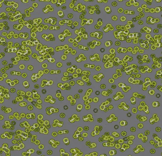 flotex sottsass – 990302 Bacteria