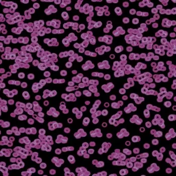 flotex sottsass – 990104 Bacteria