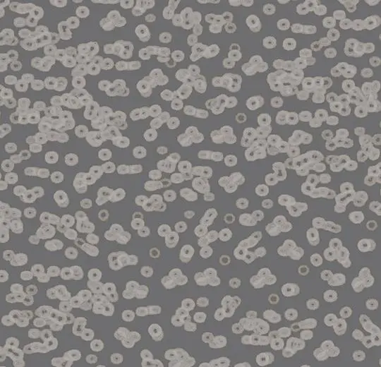 flotex sottsass – 990304 Bacteria