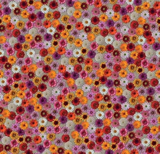 flotex vision image – 000538 multifloral