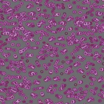 flotex sottsass – 990301 Bacteria