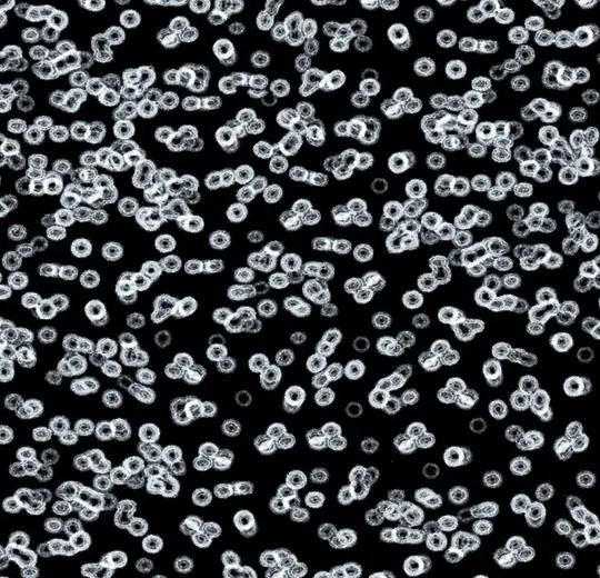 flotex sottsass – 990106 Bacteria