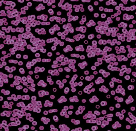 flotex sottsass – 990104 Bacteria
