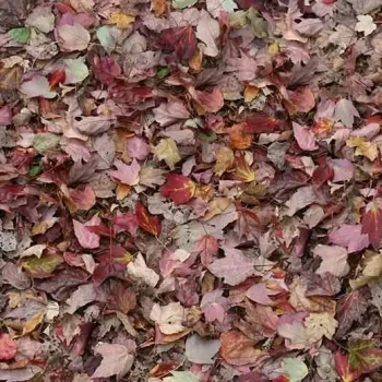 flotex vision image – 000532 autumn leaves – red