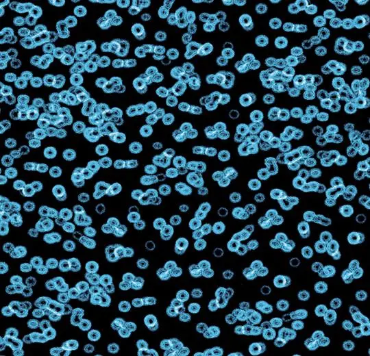 flotex sottsass – 990105 Bacteria