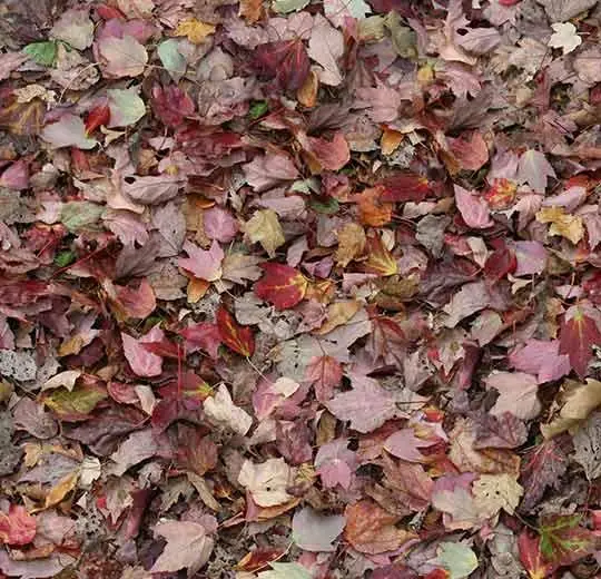 flotex vision image – 000532 autumn leaves – red