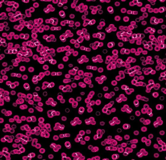 flotex sottsass – 990101 Bacteria