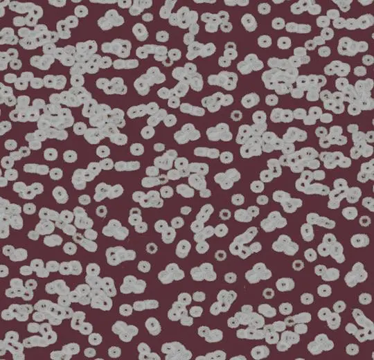 flotex sottsass – 990402 Bacteria