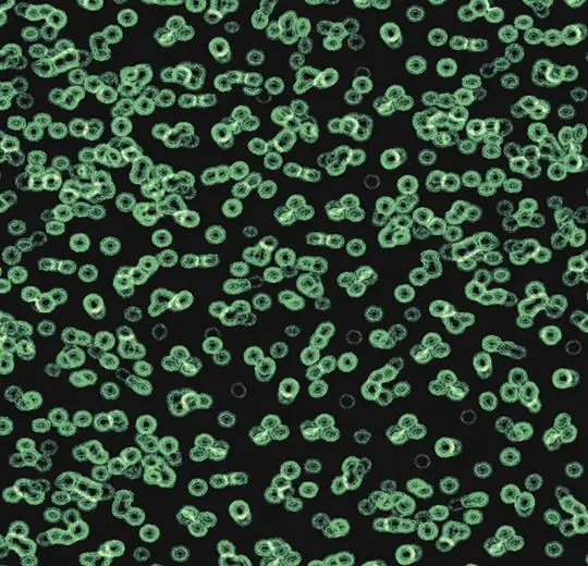 flotex sottsass – 990102 Bacteria