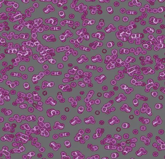 flotex sottsass – 990301 Bacteria
