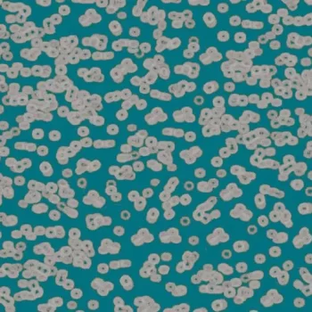flotex sottsass – 990404 Bacteria