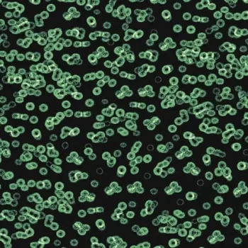 flotex sottsass – 990102 Bacteria