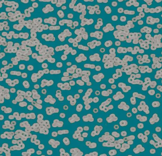 flotex sottsass – 990404 Bacteria