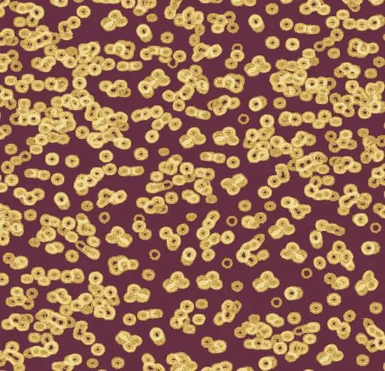 flotex sottsass – 990501 Bacteria