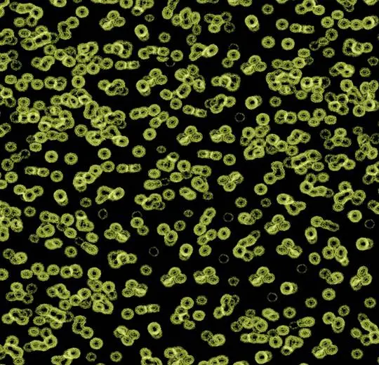 flotex sottsass – 990103 Bacteria